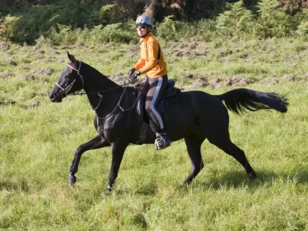 Akhal teke Akhal teke