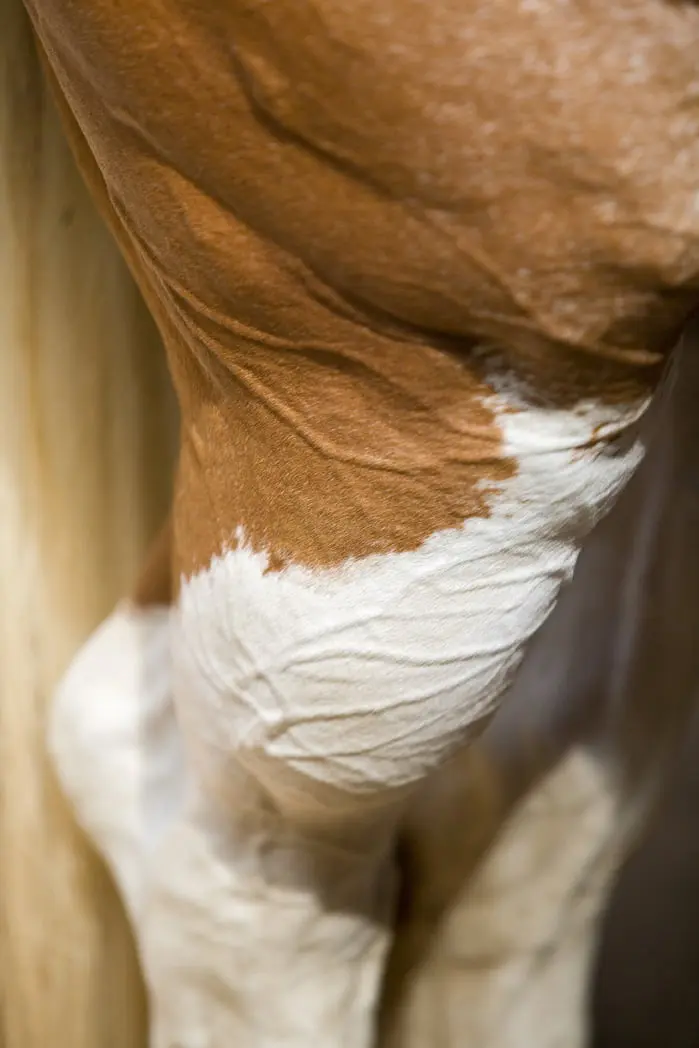 Veel gestelde vragen over DNA-fokwaarde osteochondrose featured image