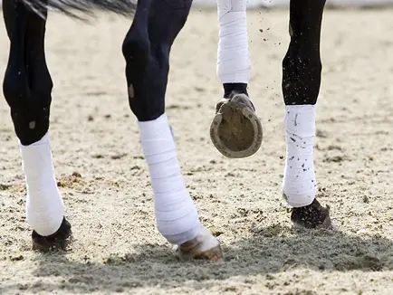 Bit-onderzoek naar peestemperatuur featured image