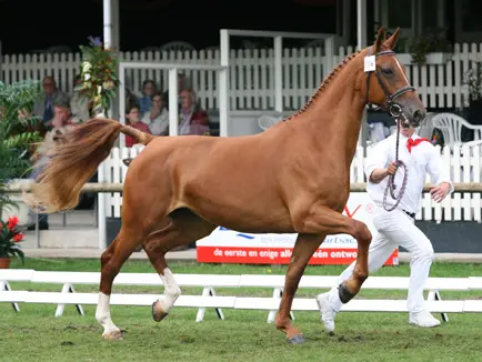 Gelders paard featured image