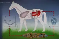 Onderzoek naar probiotisch ontwormmiddel veelbelovend featured image