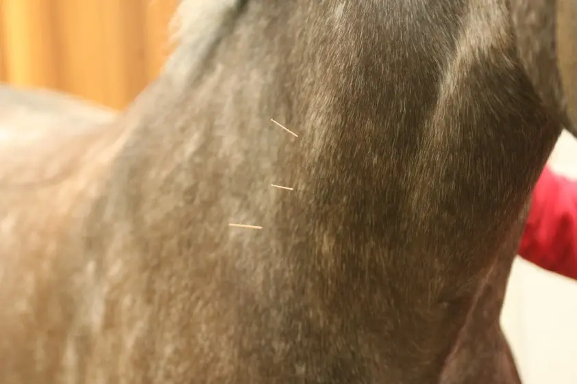 Dry needling toont de positieve kracht van een speldenprikje featured image