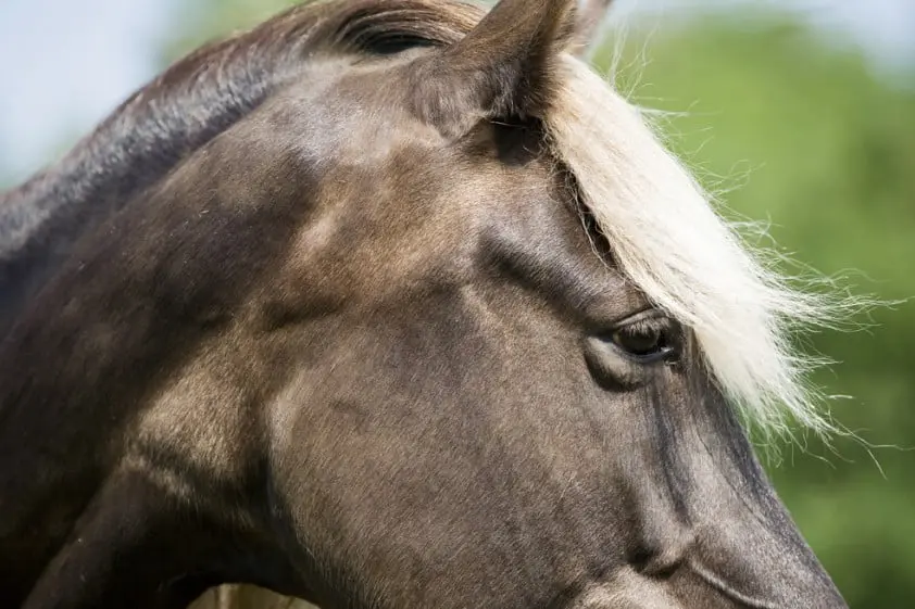 De schildklier featured image