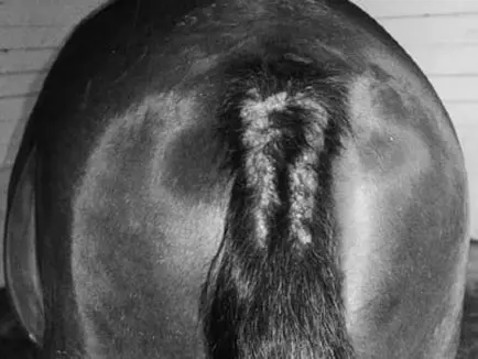 De oorzaken van zomereczeem featured image