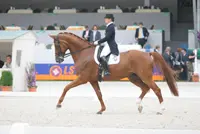 CHIO Rotterdam generale repetitie voor Hongkong featured image