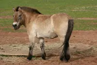 Sterilisatie przewalskihengst ongedaan gemaakt featured image