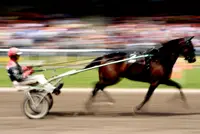 Achter op hol geslagen paard aan gaan is zeer onverantwoord featured image