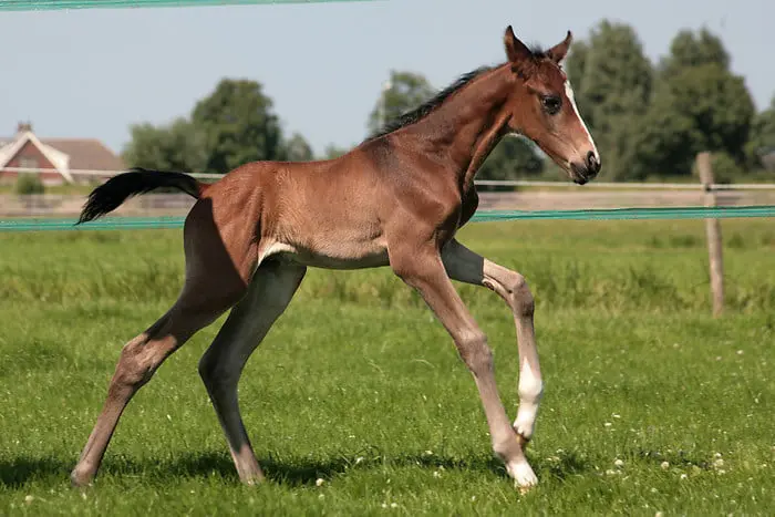 Gezondheidsdienst voor Dieren: Magnesium verlaagt Osteochondrose featured image