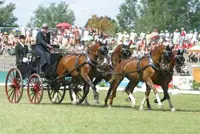 Record aan prijzengeld tijdens WK vierspannen featured image
