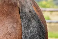 Nieuw onderzoek naar staart- en maneneczeem featured image