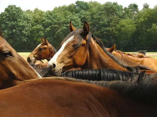 Heroverweging paardenslacht in USA featured image