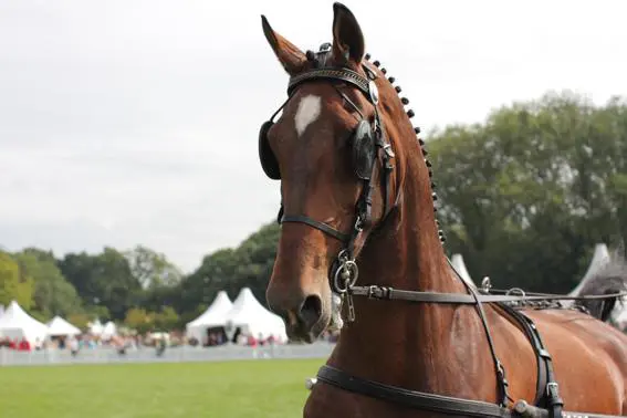 Ulle Haarsma voor derde keer op rij VTN-Kampioen featured image