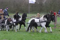 Ponymenners stappen in huwelijkskoetsje featured image