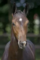 Toppers op veulenveiling Prinsjesdag featured image