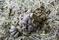 Fietsersbond in actie tegen paarden featured image