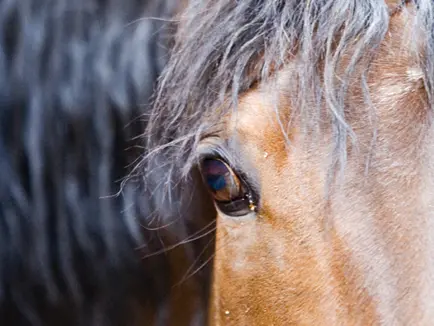 Wat ziet een paard? featured image