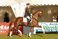 Overwerkte hengst Quarterback ontbreekt op Bundeschampionat featured image