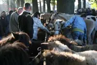 Welzijnscontrole op paardenmarkten featured image