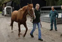 Dierenbescherming redt pony van slachthuis featured image