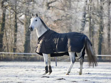 Paardendeken houdt babyolifant warm featured image