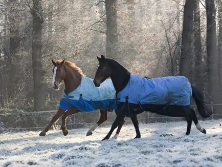 Deken in de wei Wel of geen deken