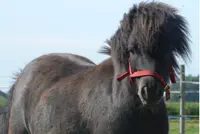 Tieners bekennen neerschieten shetlanders featured image