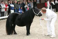 Algemene titel voor shetlander Wanda featured image