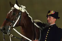 Klassieke kunst tijdens Global Dressage Forum featured image