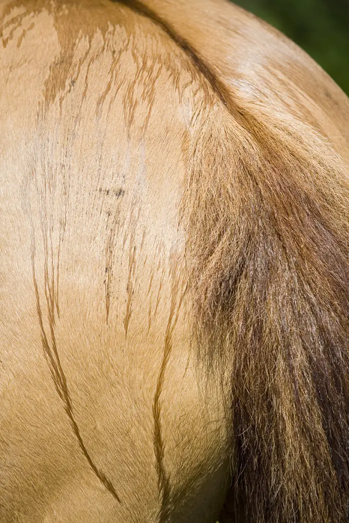 Dermatophilose, waterschade aan de huid featured image