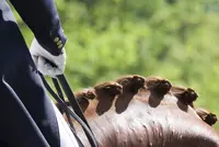 Nieuwe FEI dressuurproeven featured image