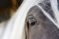 Nachtzicht paard gelijk aan mens featured image