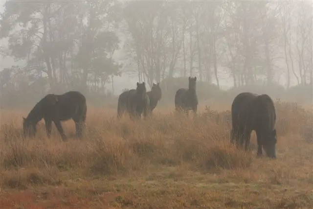 Australië zet wilde Waler in de spotlight featured image