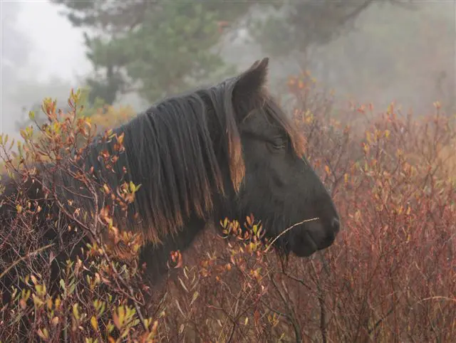 Pony overleden na botsing met trein featured image