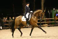 Matthias Janson rijdt voorlopig KWPN-hengst Lingh featured image
