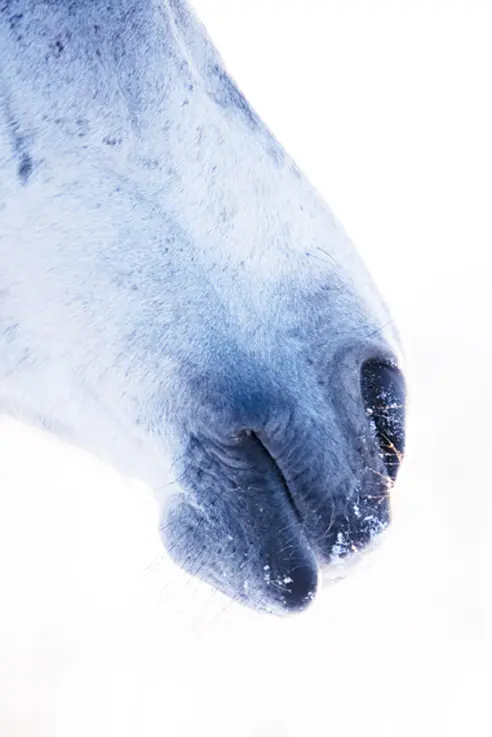 Kunstpaard ‘groeit’ dankzij publiek *video* featured image