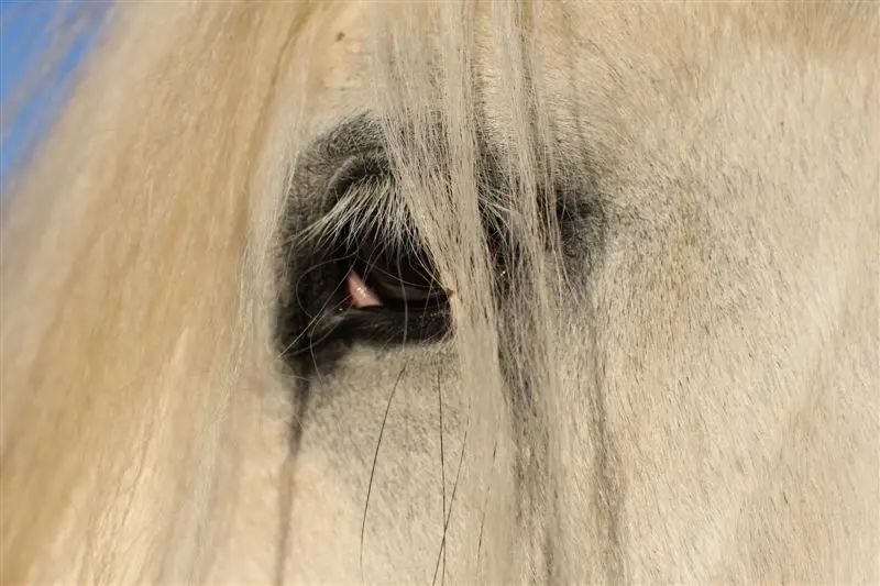 Paard overleden aan miltvuur in Polen featured image