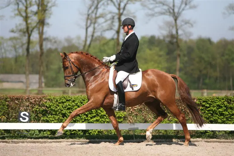 Patrick van der Meer derde in Prix St. Georges featured image