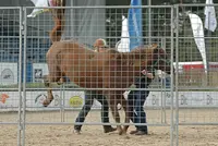 Video: Annemarie van der Toorn traint mishandelde Javi featured image