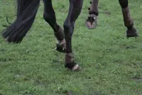 Kunststof beenbeschermers veroorzaken peesblessures in springsport featured image