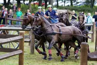 Nieuwe paarden voor vierspanrijder Timmerman featured image