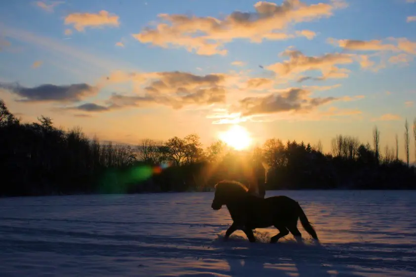 Paardensportman Jaap Rijks overleden featured image