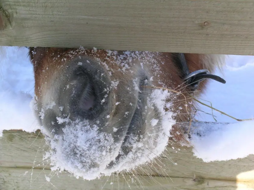 Paard overleden na sleewedstrijd in Rinchnach featured image