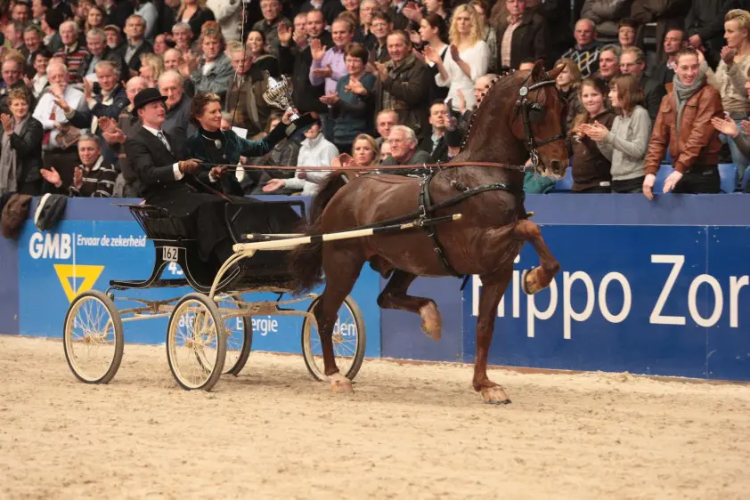 KWPN-tuigpaardhengst Stuurboord (26) overleden featured image