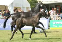 Belle Vurona = Fürst Heinrich x Vurona v. Negro