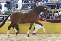 Kampioen Flamur-zoon Zoon Flamur hengstenkeuring