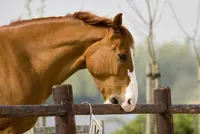 Help, mijn paard is een luchtzuiger featured image