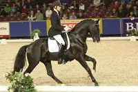 Hengstencompetitie: Andretti verwachte winnaar klasse L featured image