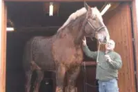 Video: Big Jake allergrootste paard ter wereld featured image