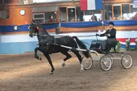 Harry van Middelaar Brandy