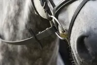Trens in Grand Prix goed, maar gebruik de vraag featured image